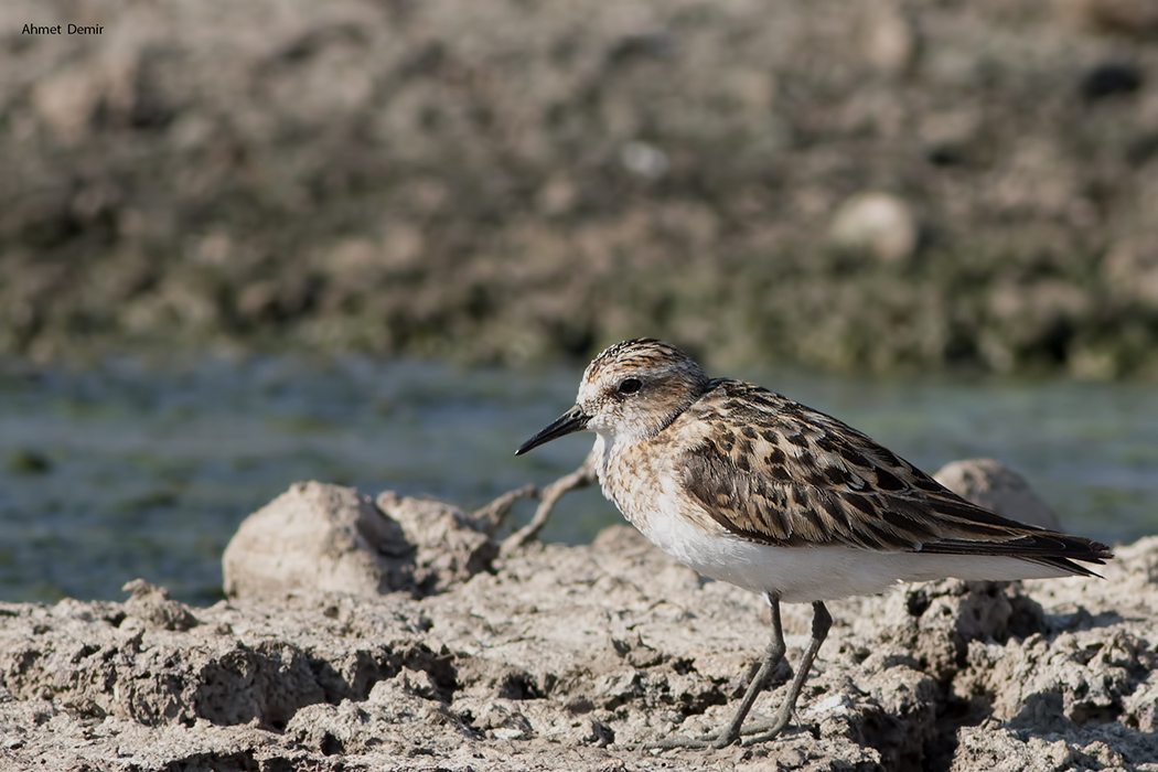 Little Stint